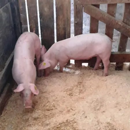 Séjour à la ferme Prechtlhof In Flachau