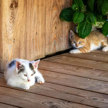 Alojamento de Turismo Rural Prechtlhof In