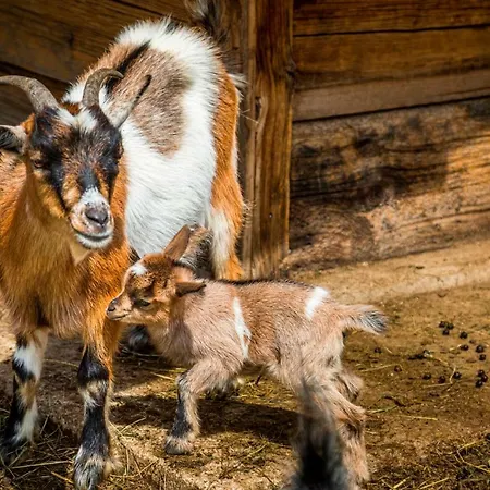 Farma Prechtlhof In *