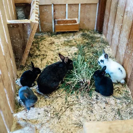 Prechtlhof In Vakantieboerderij Flachau