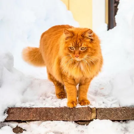 Alojamento de Turismo Rural Prechtlhof In Flachau
