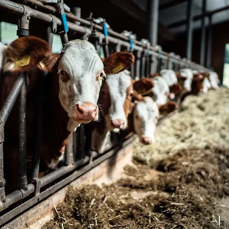 Prechtlhof In Alojamento de Turismo Rural *