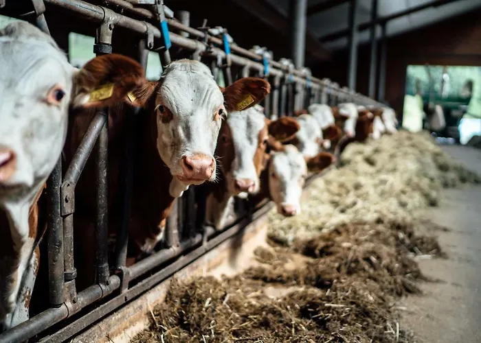 Prechtlhof Farm stay *